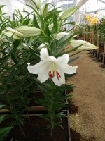 [4247 Nova Zenbla 2N No01.JPG]